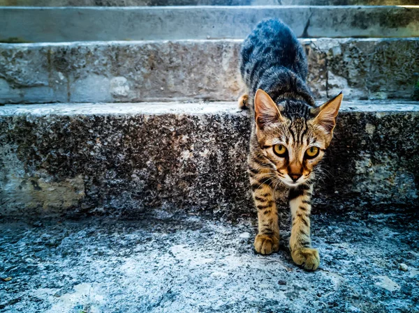 Ριγέ αδέσποτη γάτα — Φωτογραφία Αρχείου