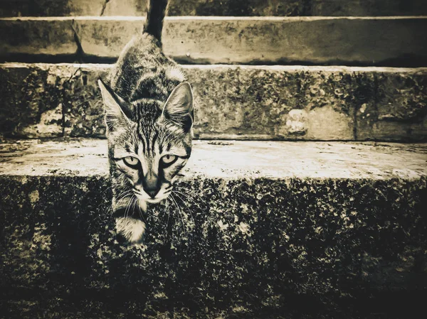 Некоректний кіт, ампутована лапа — стокове фото