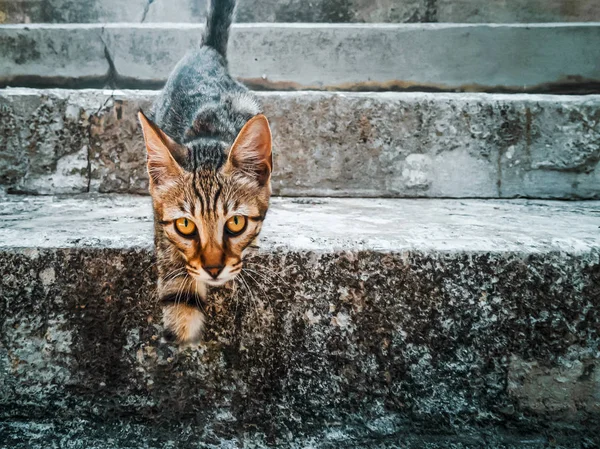 Invalid cat, amputated paw — 스톡 사진