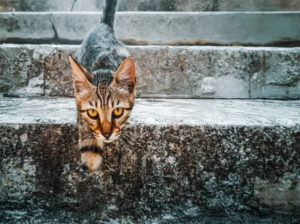 Geçersiz kedi, kesilmiş pençe