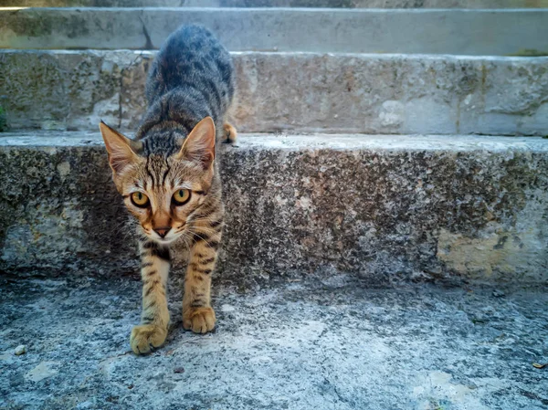 Çizgili yolunu yitirmek kedi — Stok fotoğraf