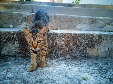 Çizgili yolunu yitirmek kedi