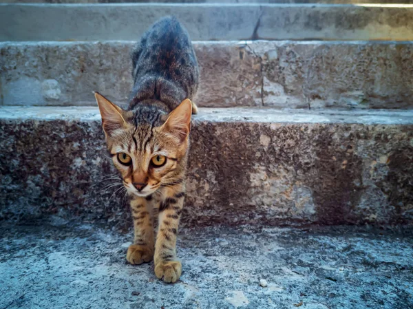 Çizgili yolunu yitirmek kedi — Stok fotoğraf