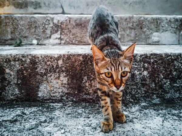 Смугастий бездомну кішку — стокове фото