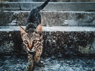 Çizgili yolunu yitirmek kedi