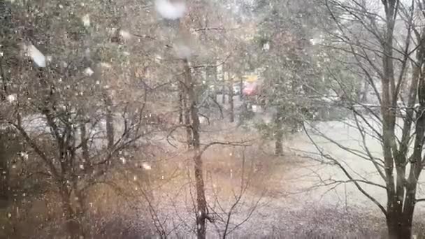 Nieve cayendo, abetos — Vídeos de Stock