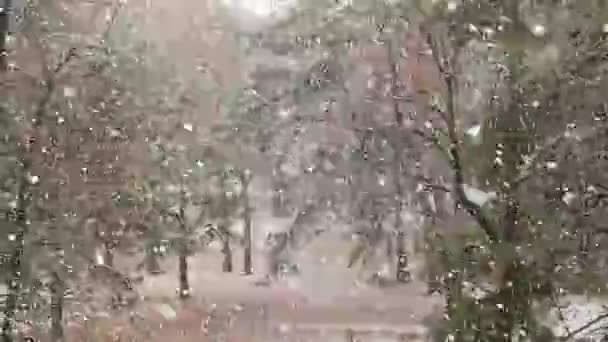 Nieve cayendo, abetos — Vídeos de Stock