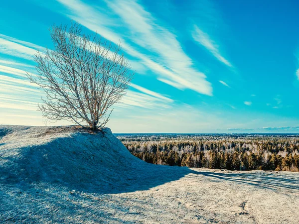 Colinas Cielo Azul Dramático Sobre Viejo Árbol Solitario Paisaje Matinal —  Fotos de Stock