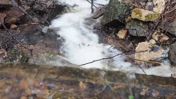 숲 속으로 흐르는 물 — 비디오