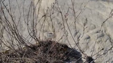 Rummu 'nun taş ocağı. Estonya