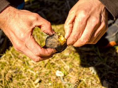 Zavallı adam yerde oturuyor ve ızgara patates soyuyor. Tarlada olgun patatesleri tutan bir çiftçi resmi.
