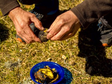 Zavallı adam yerde oturuyor ve ızgara patates soyuyor. Tarlada olgun patatesleri tutan bir çiftçi resmi. 