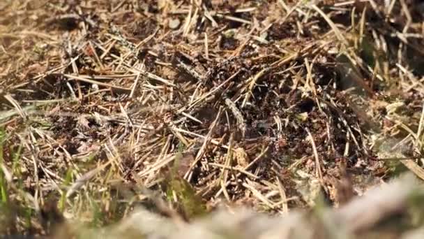 Molino con muchas hormigas — Vídeos de Stock