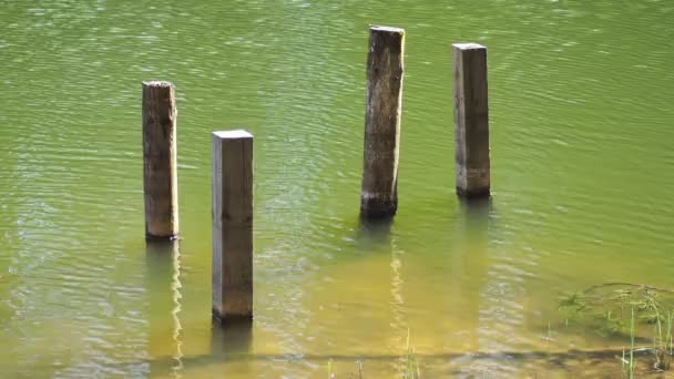 Lato zielone jezioro — Wideo stockowe