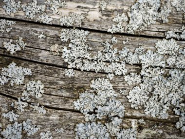 Çatlakları ve kesikleri olan odunların detayları. Yosun ve yosunlu eski gri çam tahtası.