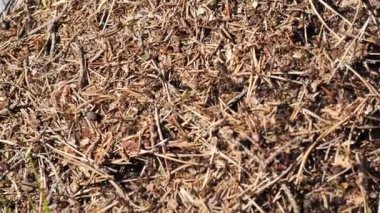 Bir sürü karıncayla dolu.