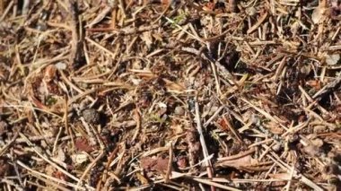 Bir sürü karıncayla dolu.