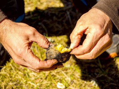 Zavallı adam yerde oturuyor ve ızgara patates soyuyor. Tarlada olgun patatesleri tutan bir çiftçi resmi.