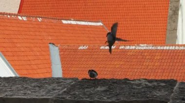 Serçeler yürüyor.