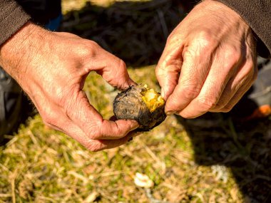 Zavallı adam yerde oturuyor ve ızgara patates soyuyor. Tarlada olgun patatesleri tutan bir çiftçi resmi.