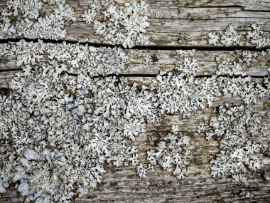 Çatlakları ve kesikleri olan odunların detayları. Yosun ve yosunlu eski gri çam tahtası.