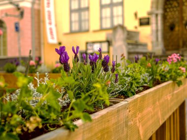 Estonya 'nın Tallinn şehrindeki Sokak Kafe Terasında Masa ve Sandalyeler. 