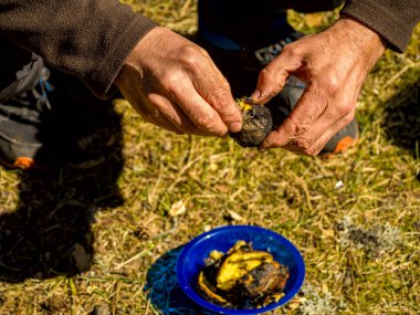 Zavallı adam yerde oturuyor ve ızgara patates soyuyor. Tarlada olgun patatesleri tutan bir çiftçi resmi.