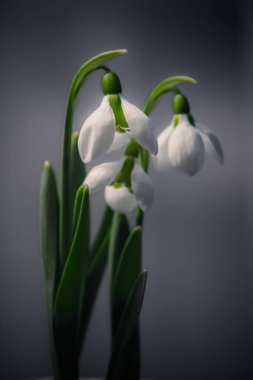 softlight üzerinde beyaz snowedrops