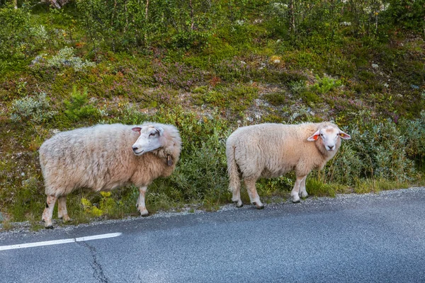 Two sheep on road in mountains of Scandinavia