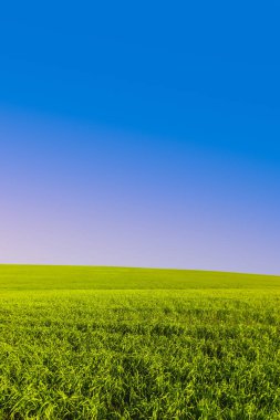 yeşil tarla ve mavi gökyüzü