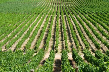 Colchagua Vadi Manzaralı