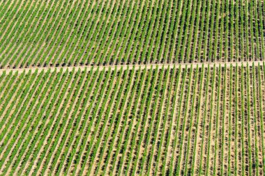 Şarap bitkileri desen