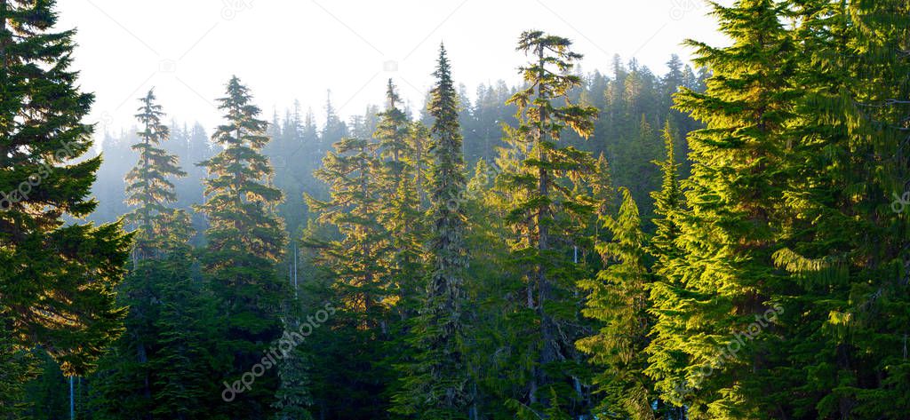 Forest at Mount Rainier National Park at sunrise, Washington State, USA