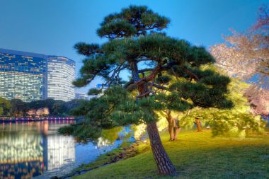 Ağaç (Ayrıca Hama Rikyu) Hamarikyu bahçeleri ve modern gökdelenler Shiodome alan, Chuo Ward, Tokyo, Kanto bölgesi, Honshu, Japonya