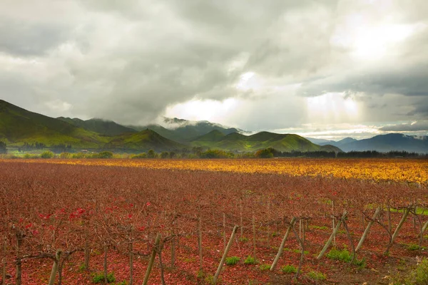 Σταφυλιών Καλλιέργειες Elqui Κοιλάδα Περιοχή Κοκίμπο Χιλή — Φωτογραφία Αρχείου