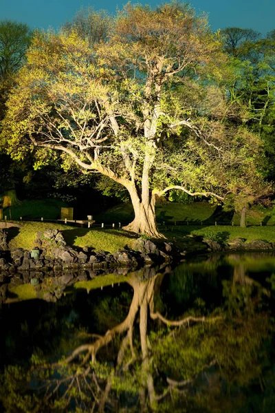 Tree with reflection at Hamarikyu (also Hama Rikyu)  Gardens, Chuo Ward, Tokyo, Kanto Region, Honshu, Japan