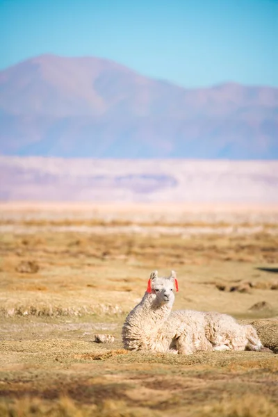 Alpaca Salar Atacama Tambillo Reserva Nacional Dos Flamencos Deserto Atacama — Fotografia de Stock
