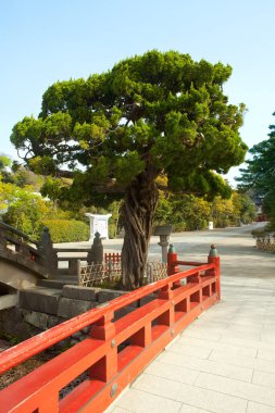 Tsurugaoka Hachimangu Tapınağı girişindeki ağaç, Kamakura, Kanagawa Bölgesi, Büyük Tokyo Bölgesi, Japonya