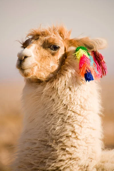 Alpaca Oasis Atacama Desert Tambillo Los Flamencos National Reserve Atacama — Stock Photo, Image