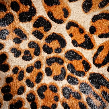 Leopar kürk arkaplan detay dokusu.