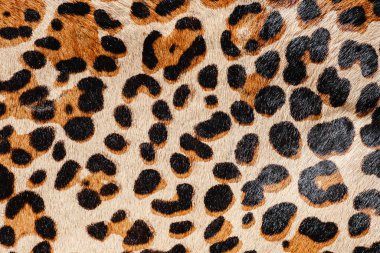 Leopar kürk arkaplan detay dokusu.