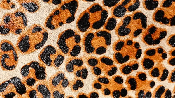 Leopardo Pelliccia Sfondo Dettaglio Texture — Foto Stock