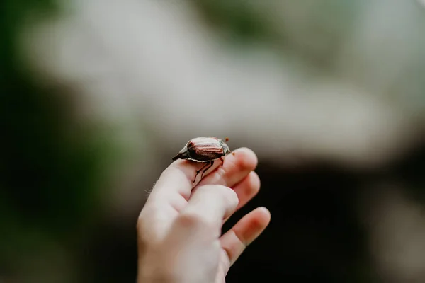 Käfer Der Nähe — Stockfoto