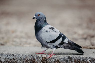 Parktaki güvercin. Yaklaş.