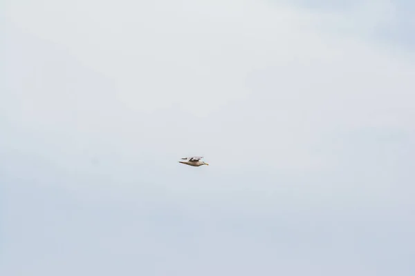 Blue sky and flying stork — Stock Photo, Image