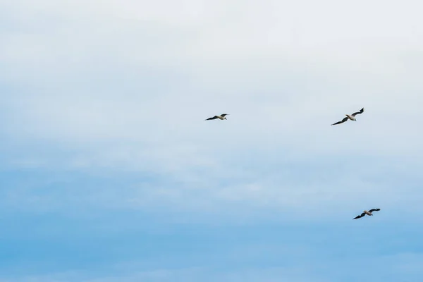 Blue sky and flying stork — Stock Photo, Image