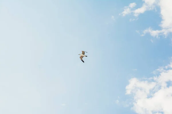 Cielo azul y cigüeña voladora — Foto de Stock