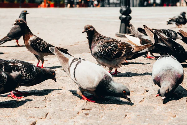 Pombos na rua — Fotografia de Stock