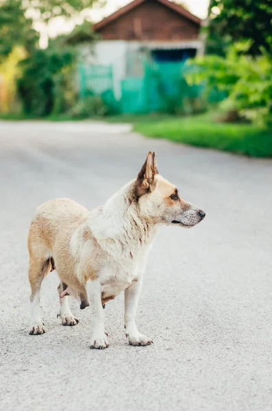 Vue rapprochée d'un chien — Photo