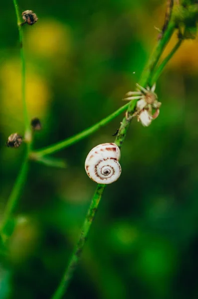 Escargot sur un brin d'herbe — Photo